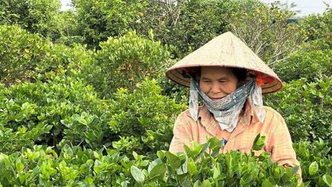 Phú Thọ: Làng hoa Đức Bác vào vụ tết, nông dân chạy đua với thị trường