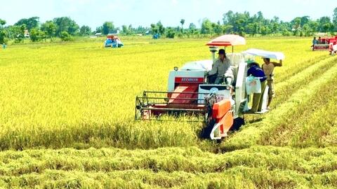 Nông nghiệp xanh nâng tầm giá trị gạo Việt