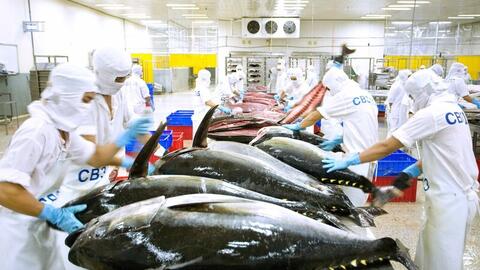 Xuất khẩu cá ngừ sang Canada duy trì đà tăng trưởng
