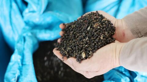 Bản tin nông sản hôm nay (12-1): Giá hồ tiêu tăng, cà phê bình ổn