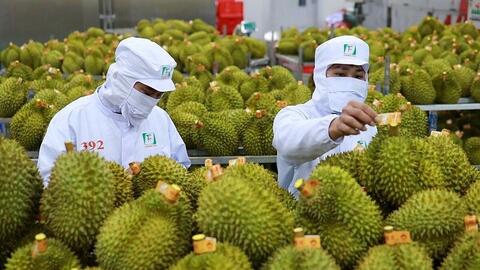 Xuất khẩu rau quả trước bài toán giữ vững thị phần tại Trung Quốc