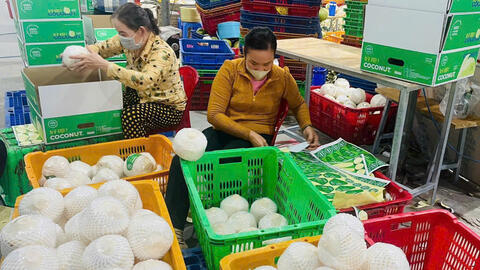 Top đầu xuất khẩu dừa, Việt Nam vẫn loay hoay bài toán giá trị