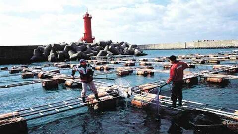 Hàn Quốc tuyển thêm lao động nước ngoài để nuôi trồng thủy sản