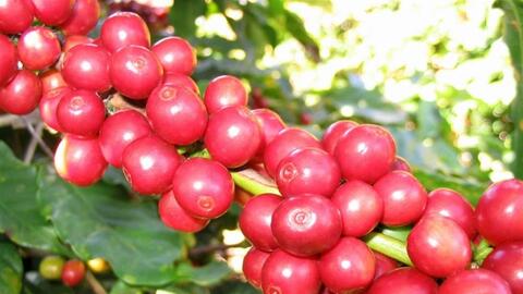 Bản tin nông sản hôm nay (26-1): Giá cà phê neo cao