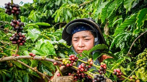 Bản tin nông sản hôm nay (27-1): Giá cà phê và hồ tiêu tăng nhẹ
