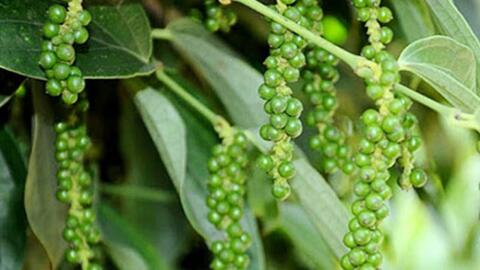 Bản tin nông sản hôm nay (28-1): Giá cà phê tiếp tục tăng