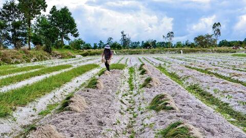 Kiệu được mùa, được giá, nông dân Đà Nẵng phấn khởi thu hoạch