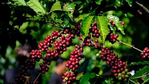 Bản tin nông sản hôm nay (30-1): Giá cà phê quay đầu giảm nhẹ