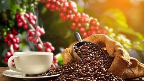 Bản tin nông sản hôm nay (1-2): Giá cà phê giảm mạnh