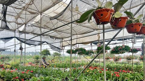 Mê Linh rộn ràng vào mùa hoa Tết