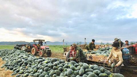 Gia Lai: Nông dân dựng chòi giữa đồng, bám ruộng dưa đón Tết