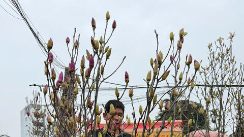 Hoa mộc lan gây 'sốt', giá tiền triệu vẫn hút khách dịp tết Nguyên đán