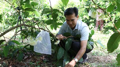 Hành trình của mận hồng Sân Tiên trên đất Cù Lao Dung