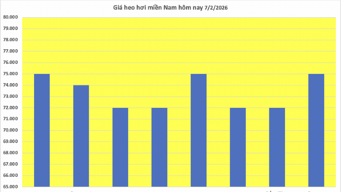 Giá heo hơi hôm nay 7/2/2026: Tiếp đà giảm tại miền Trung, miền Nam