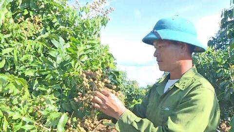 Nhà vườn Gia Lai tất bật đưa trái cây chất lượng cao ra thị trường Tết