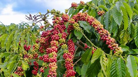 Bản tin nông sản hôm nay (10-2): Giá cà phê tăng trở lại