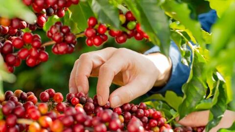 Bản tin nông sản hôm nay (11-2): Giá cà phê tăng, giá hồ tiêu ở mức cao