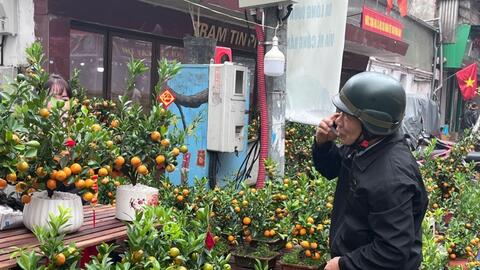 Quất bonsai hút khách dịp Tết