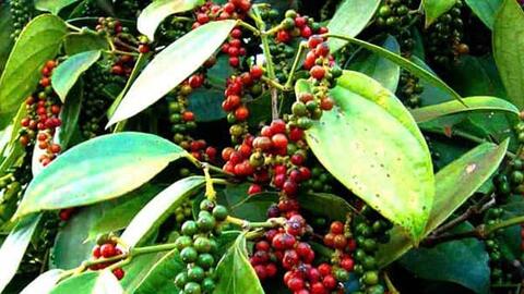 Bản tin nông sản hôm nay (13-2): Giá cà phê tăng nhẹ