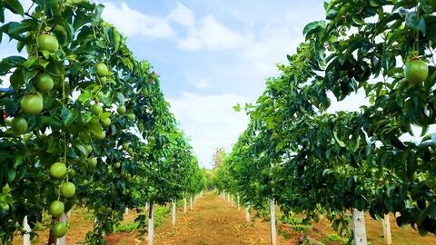 Xuất khẩu rau quả sang EU lập kỷ lục mới