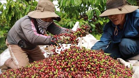 Bản tin nông sản hôm nay (24-2): Giá cà phê giảm mạnh