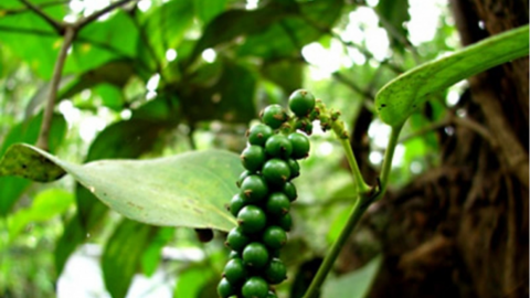 Bản tin nông sản hôm nay (28-2): Giá cà phê, hồ tiêu cùng giảm