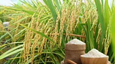 Giá lúa gạo hôm nay ngày 1/3 và tuần qua: Giao dịch trầm lắng