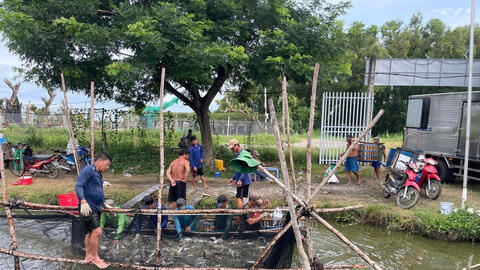 Giá cá tra ổn định nhiều tháng, người nuôi kỳ vọng vụ mới