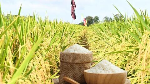 Giá lúa gạo hôm nay ngày 5/3/2026: Lúa tươi đồng loạt giảm