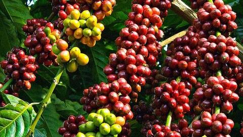 Bản tin nông sản hôm nay (6-3): Giá cà phê, hồ tiêu đồng loạt tăng