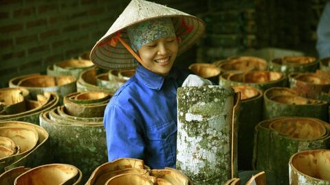 Mở rộng thị trường cho cây quế Lào Cai