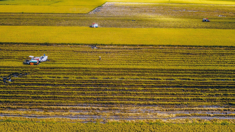 Sản xuất lúa gạo phát thải thấp, góp phần phát triển nông nghiệp xanh, bền vững