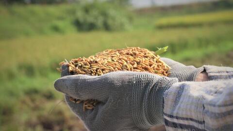 Gạo giảm phát thải mở đường nâng tầm xuất khẩu gạo Việt