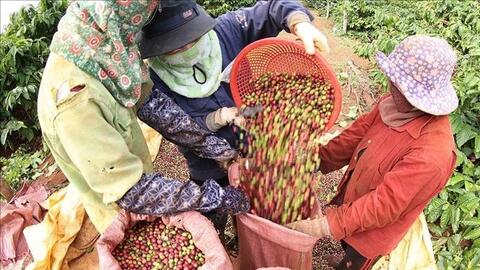 Bản tin nông sản hôm nay (12-3): Giá cà phê giảm nhẹ