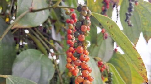 Bản tin nông sản hôm nay (25-3): Giá cà phê giảm, lúa gạo lặng sóng, hồ tiêu ổn định