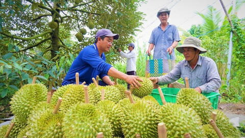 Đồng Tháp: Nông dân phấn khởi khi giá sầu riêng trái vụ tăng mạnh