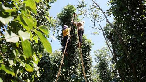 Giá tiêu hôm nay 28/3/2026: Bật tăng mạnh 1.500 - 2.000 đồng/kg