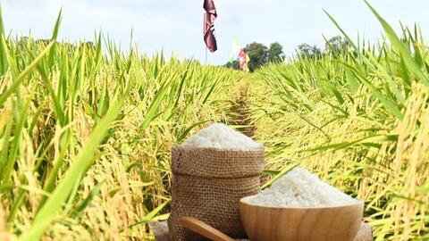 Giá lúa gạo hôm nay ngày 29/3, tuần qua: Gạo xuất khẩu đảo chiều tăng