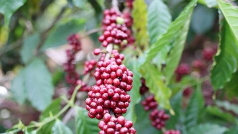 Bản tin nông sản hôm nay (2-4): Giá hồ tiêu đồng loạt giảm, cà phê trong nước tăng mạnh