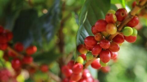 Bản tin nông sản hôm nay (3-4): Giá cà phê tăng