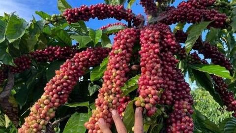 Bản tin nông sản hôm nay (9-4): Giá cà phê giảm sâu, giá hồ tiêu tăng
