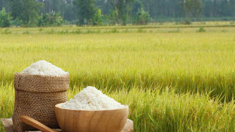 Giá lúa gạo hôm nay ngày 10/4: Gạo xuất khẩu tăng mạnh