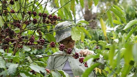 Giá cà phê hôm nay 11/4/2026: Giảm 300 - 400 đồng/kg