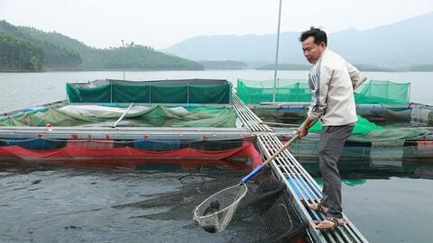 Khai thác lợi thế mặt nước để nuôi cá lồng ở Lào Cai