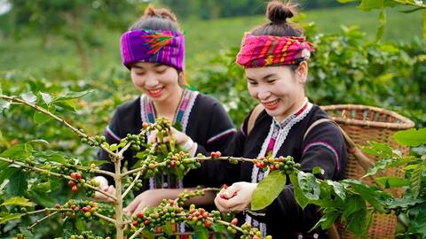 Bản tin nông sản hôm nay (12-4): Giá cà phê, hồ tiêu đồng loạt tăng