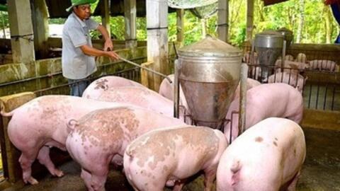 Giá heo hơi hôm nay 12/4/2026: Cao nhất 69.000 đồng/kg