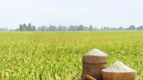 Giá lúa gạo hôm nay ngày 15/4: Thị trường ít biến động