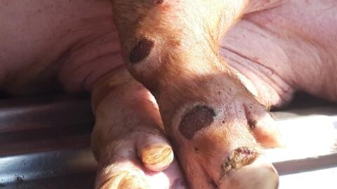 Ngăn chặn nguy cơ dịch lở mồm long móng xâm nhập vào Việt Nam