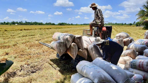 TP. Cần Thơ: Ngành Công Thương tăng tốc liên kết tiêu thụ lúa gạo