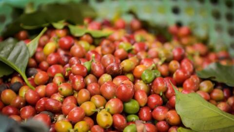 Bản tin nông sản hôm nay (20-4): Giá cà phê giảm, hồ tiêu phục hồi nhẹ, lúa gạo đi ngang